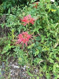 四合院之重回開始的時候 封面